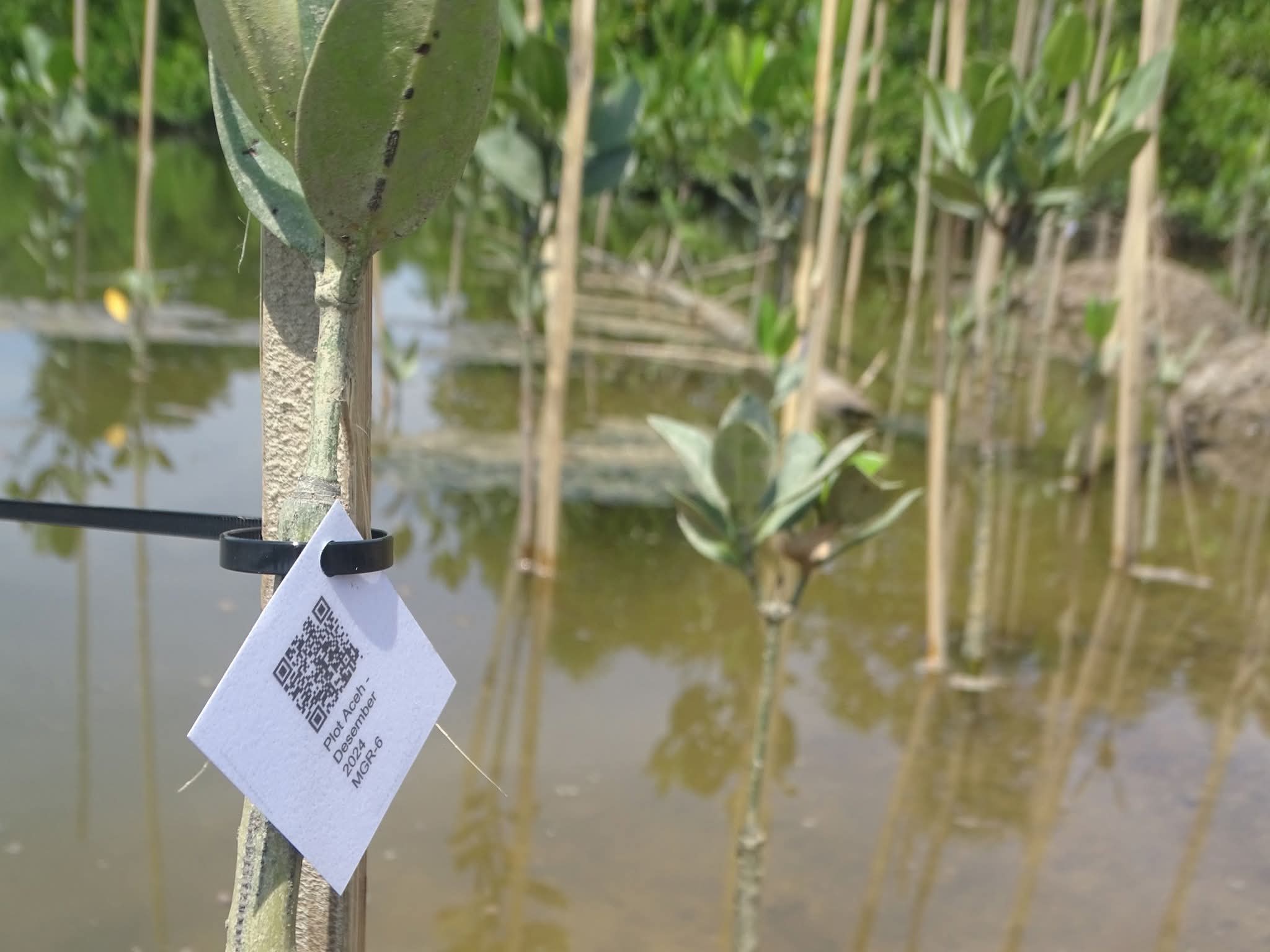 Inovasi Digital dalam Pembibitan Mangrove