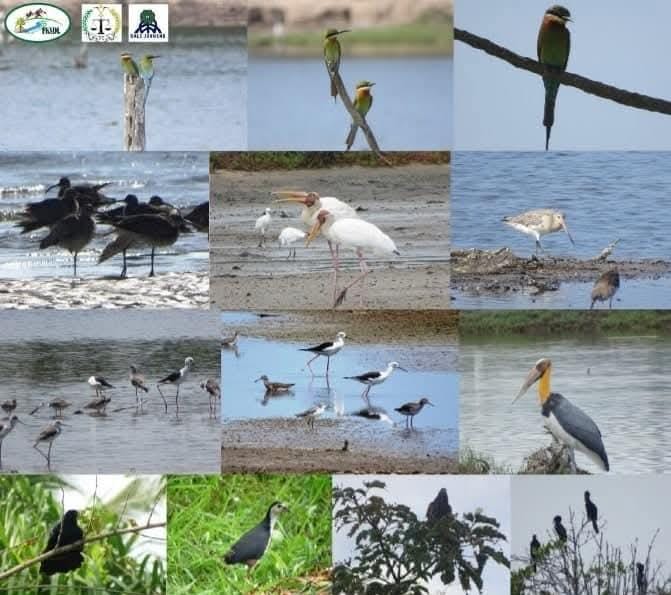 Pemantauan Burung Migrasi: Sinergi Menjaga Ekosistem Mangrove Pesisir Timur Aceh